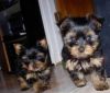 Teacup Yorkie Puppies (male & female)