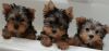 Yorkshire terriers for sale with more happiness