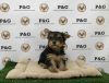 Yorkshire Terrier - Bailey - Male