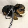 Adorable Tiny Yorkshire Terrier Pups
