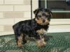 Handsome T-Cup Yorkie Puppies for Adoption