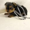 Yorkshire Terrier Puppy- Male