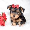 Yorkshire Terrier Puppy For Sale Boy