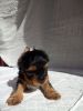 cute male and female yorkie puppies for sale