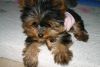 lovely teacup yorkie puppies for rehoming