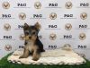 Yorkshire Terrier - Jacob - Male