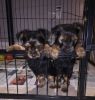 Charming AKC T-Cup Yorkie puppies