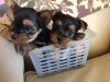 Yorkie Tiny Pups - Bay Area