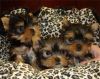 Yorkie puppies for adoption and Good homes
