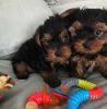 Lovely and cute yorkie puppies for good homes