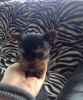 Tiny Yorkshire Terrier Puppies for adoption
