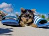 Cute Teacup yorkie puppies for adoption