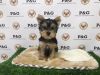 Yorkshire Terrier - Swaggy - Male