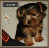 Tiny Teacup Yorkie puppies for rehoming