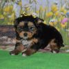 Kc Miniature Yorkshire Terrier Puppies