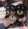 Quality Pedigree Yorkshire Terriers