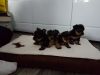 Wonderful Puppy Yorkshire Terrier Looking New Home