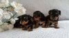Beautiful Yorkshire Terriers For Sale