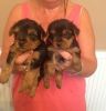Male and Female yorkie puppies for new home Now!!