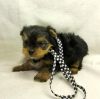 Beautiful Miniture Yorkshire Terrier Puppy