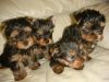 Affectionate teacup yorkie puppies for adoption Text me at (720) 551-6
