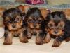 Healthy tea cup yorkie puppies for adoption.