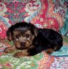 Tiny Yorkshire Terriers
