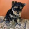 AKC registered T-cup Yorkie puppies