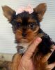 Gorgeous Teacup Yorkshire Terrier Puppies