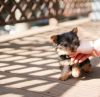 Magnificent Tiny teacup Yorkshire Terrier Puppies
