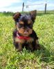 Gorgeous Kennel Club Registered Yorkshire Terrier Puppies