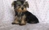 Gorgeous Yorkshire Terrier Puppies.