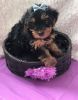 Sweet and loving Yorkie Puppies For Sale