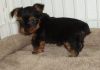 Top Quality Yorkshire Terrier Puppies