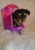 Playful Tea Cup Yorkshire Terrier Puppies Available