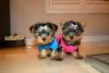 Lovely tea cup yorkie puppies for adoption