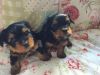 Male and Female teacup yorkie puppies