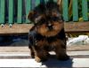 Loved, Healthy Yorkie puppies