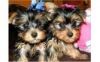 Good looking teacup yorkie puppies for adoption