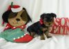 Awesome T-Cup yorkie Puppies Available (xxx) xxx-xxx4