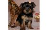 Tiny Baby teacup Yorkie puppies for sale(xxx)xxx-xxxx