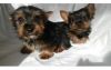 Now available Yorkshire Terrier puppies