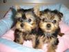 Home raised yorkie puppies for rehoming(xxx)xxx-xxxx