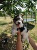Biewer terrier puppies available