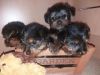 Miniature Yorkshire Puppies