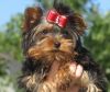 Gorgeous Yorkshire Terrier Puppies.