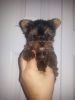 Yorkie Puppies Purebred and Tiny