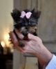 12 weeks YORKIE PUPPY FOR SALE