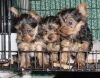 Teacup Yorkie Pups Available