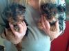 Exceptional Tea-Cup Yorkie Puppies For sale